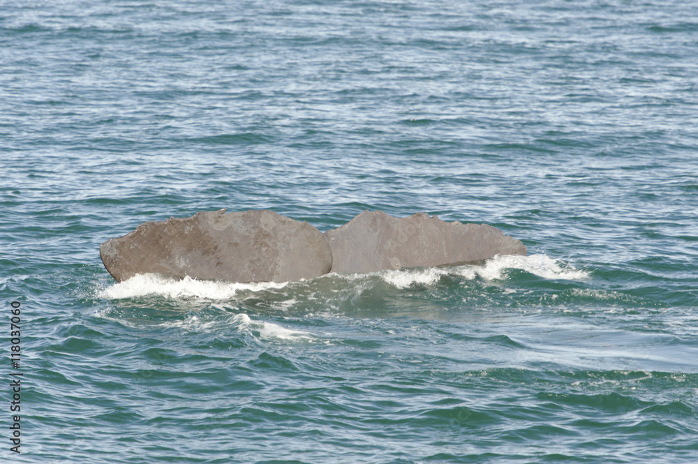 Fototapeta premium Fluke of a diving Sperm Whale, New Zealand