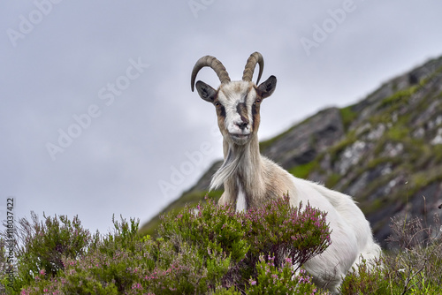 Goat portrait, Norway, goat posing for pictures