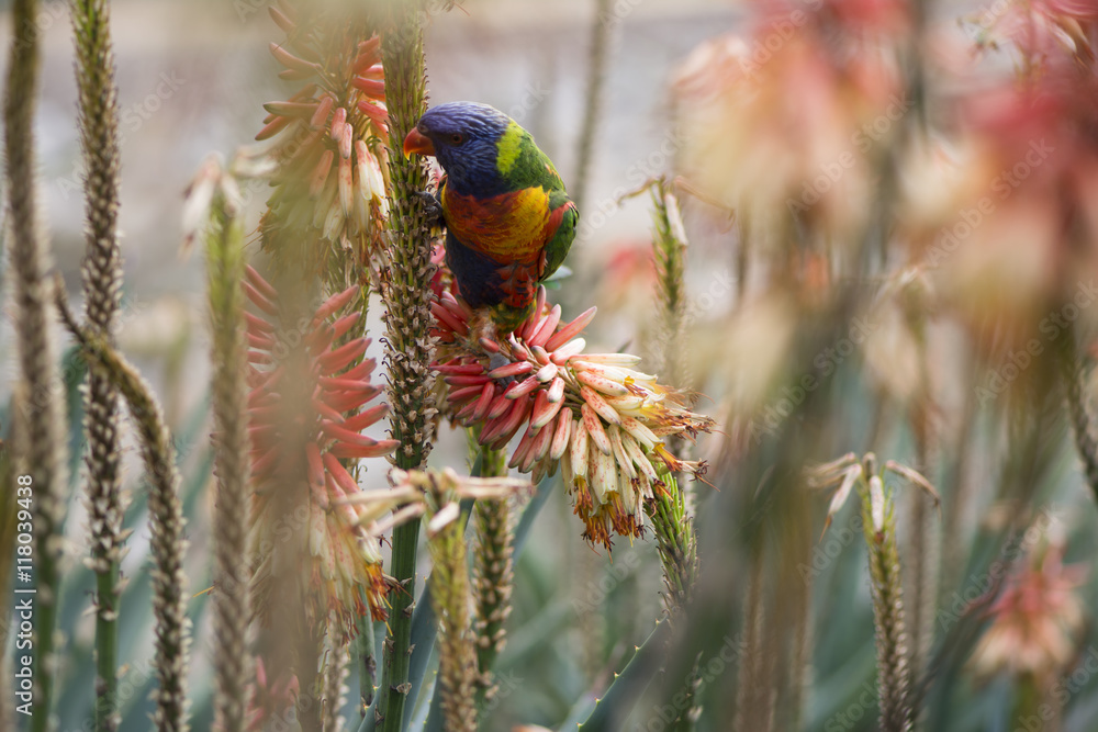Fototapeta premium Wild Rainbow Lorikeet in the Aloe Flowers