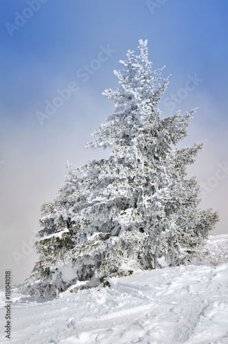 grand sapin dans la neige sous ciel bleu