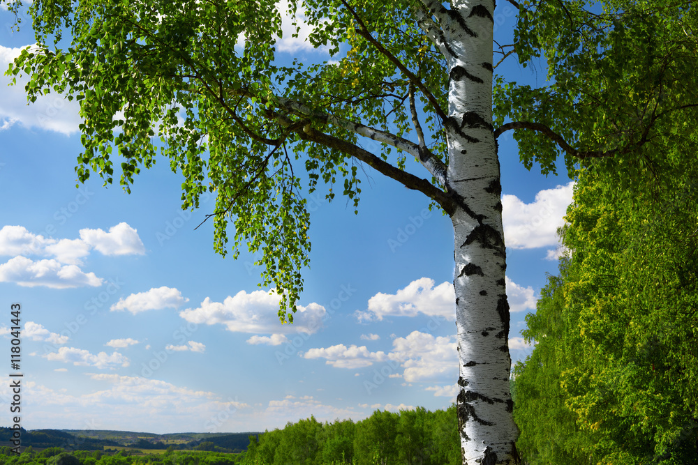 Fototapeta premium summer birch forest