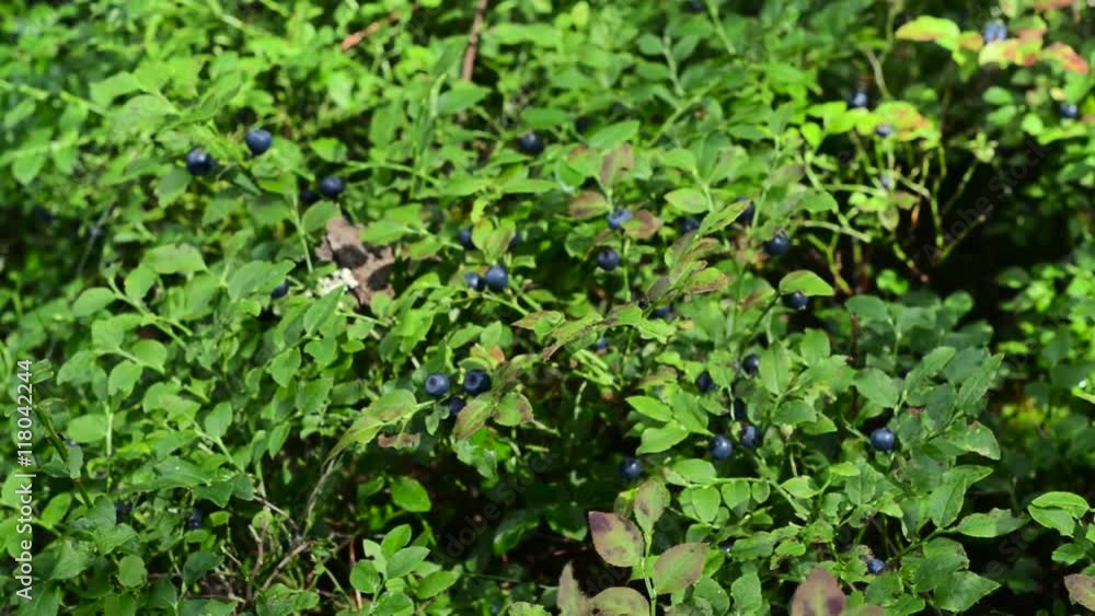 Blueberry bush plant close-up detail in forest wild green sun nobody Blueberry bush plant close-up detail in forest wild green sun nobody