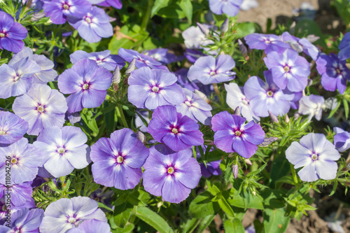 Phlox paniculata (Garden phlox)