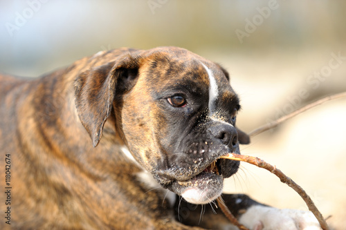 Boxer spielt mit Stock