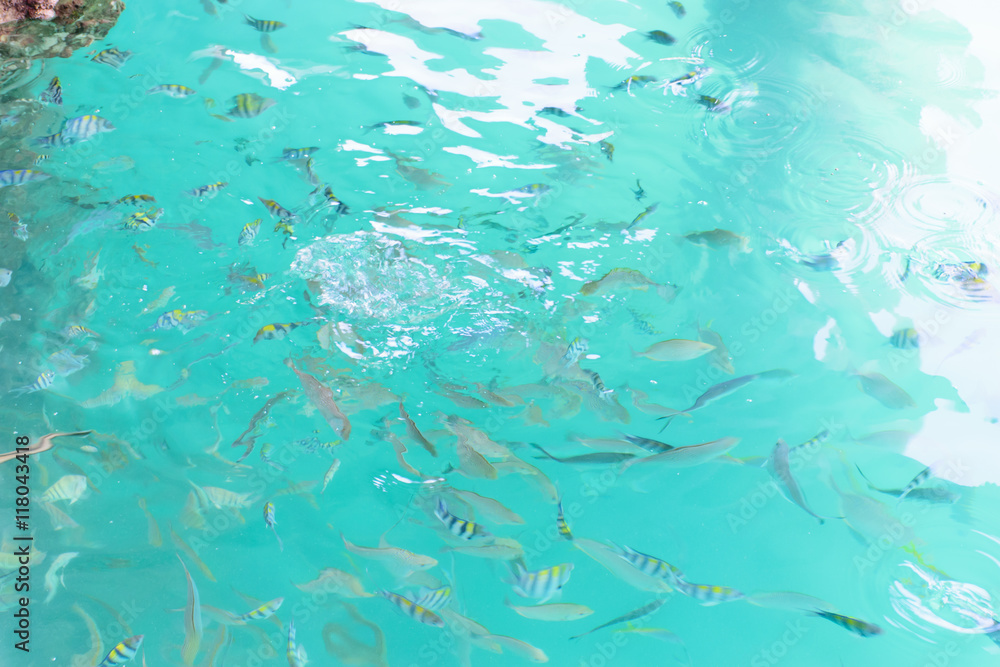 Beautiful fish up the surface of the water in the sea near the coast Beautiful fish up the surface of the water in the sea near the coast