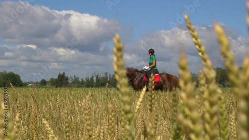 Wallpaper Mural Young woman rider riding a horse on the field view throught the ears of wheat HD Torontodigital.ca
