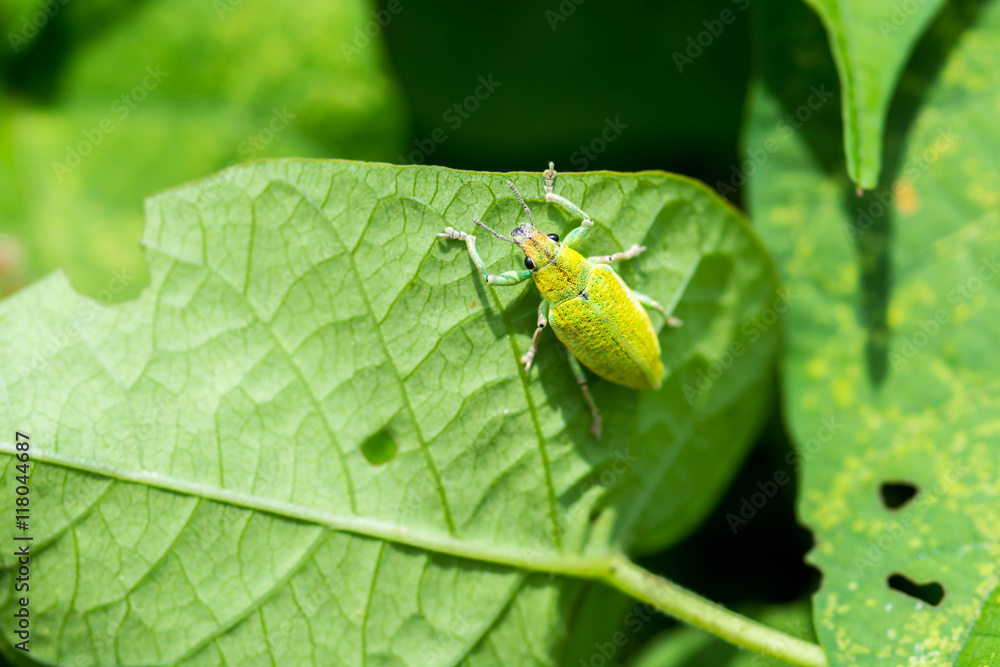 Obraz premium green bug on leaf