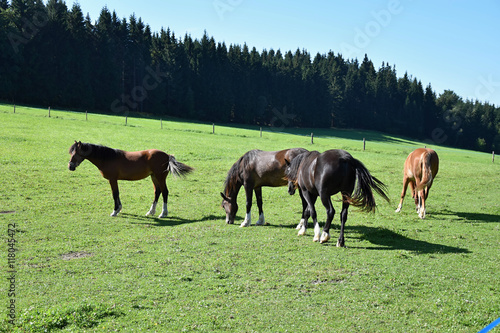Horses in the meadow © faraonvideo