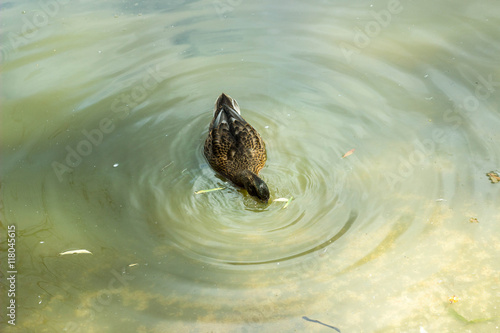 Утка с головой нырнула в воду photo