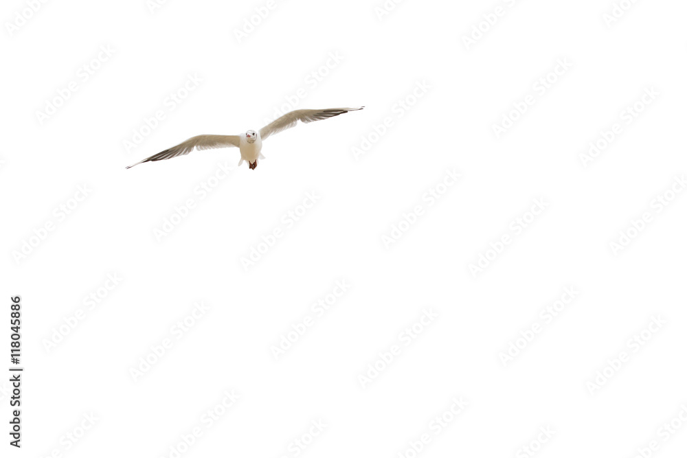 Fototapeta premium Mouette en vol
