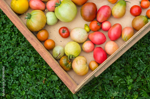 many colorful tomatoes with different size background in a wooden tray on green grass