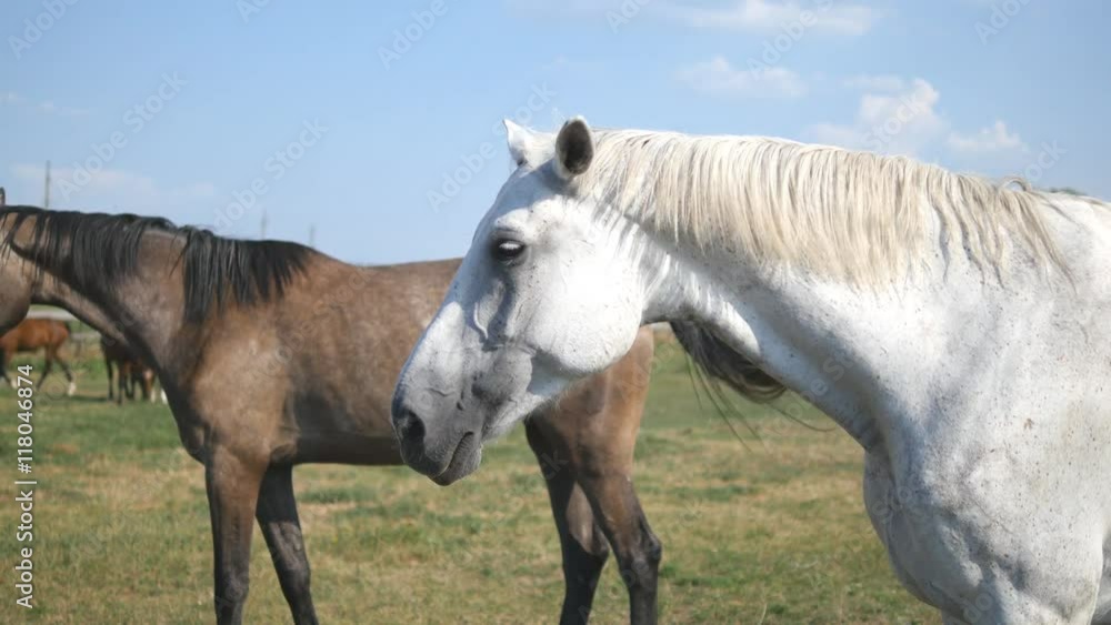 Brown and white horse is standing at farm and wagging tail. Group of horses on the background. Close-up Brown and white horse is standing at farm and wagging tail. Group of horses on the background. Close-up