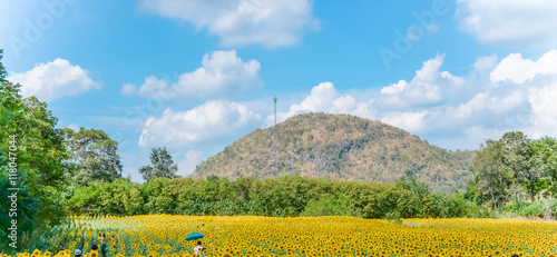 Sunflowers fields with mountain on beautiful sky background,panorama