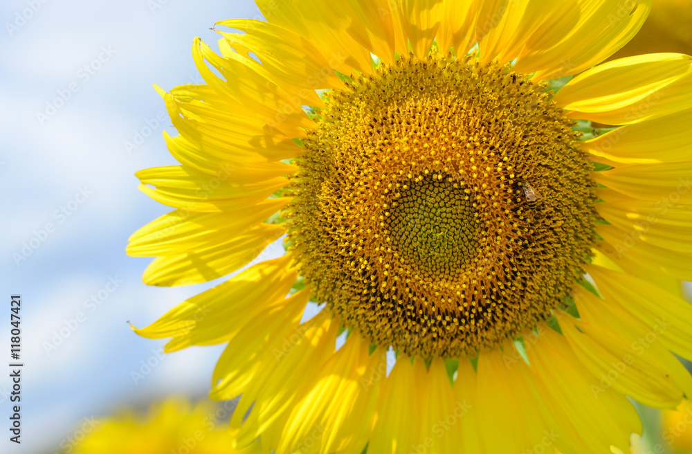 Obraz premium Closeup sunflower with beautiful sky