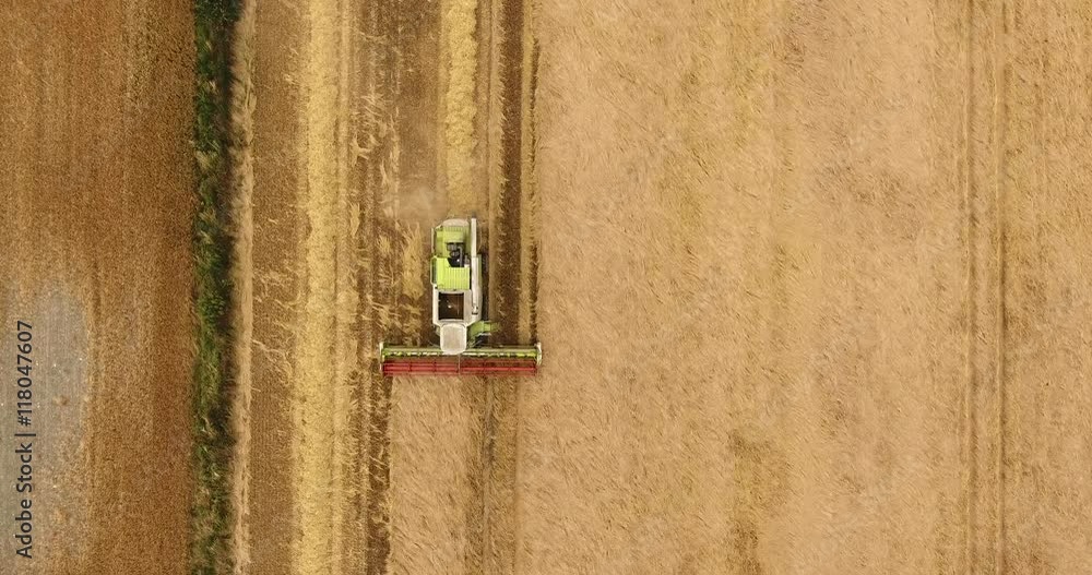 Aerial view looking down onto a combine harvester cutting corn crops on a summers day Aerial view looking down onto a combine harvester cutting corn crops on a summers day