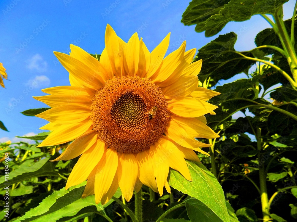 Sunflower on field in summer during sunny day Sunflower on field in summer during sunny day