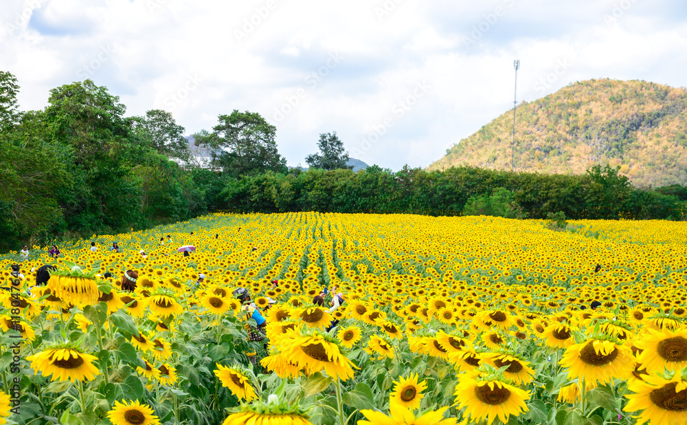 Sunflowers fields at pakchong nakhonratchasima,thailand,mountain