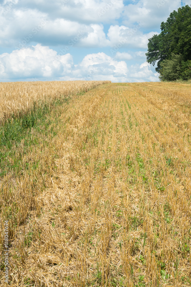 Field with ripe ears of wheat