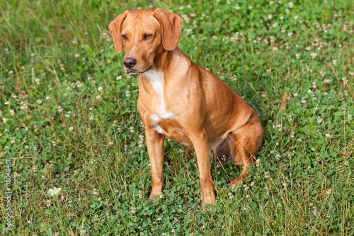 Dog in Hot summer day