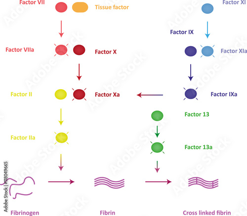 The Clotting Cascade