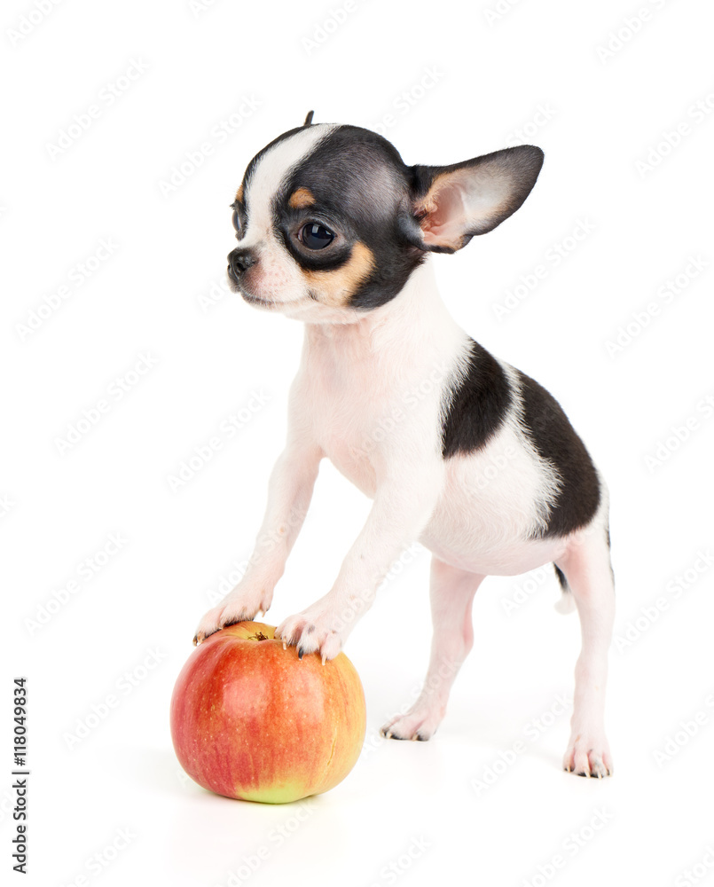 One puppy and apple One puppy and apple