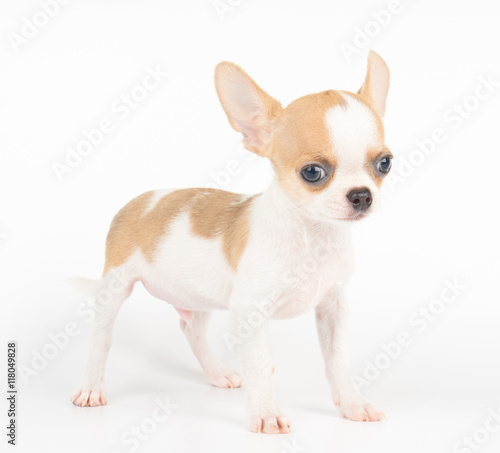 One puppy of Chihuahua