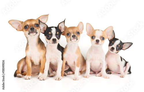 Five puppies of Chihuahua