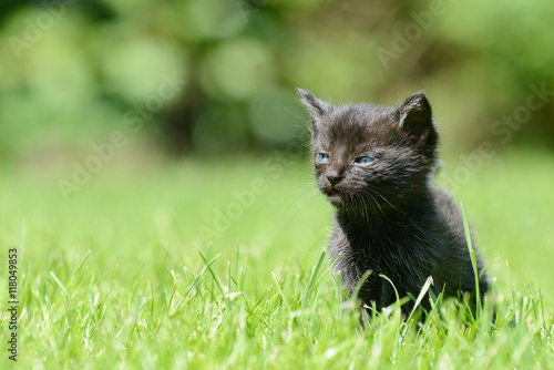 black kitten sitting on meadow