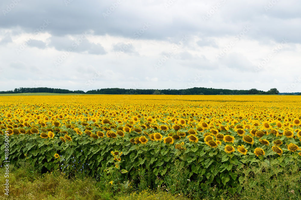 Wide yellow field of sunflowers.