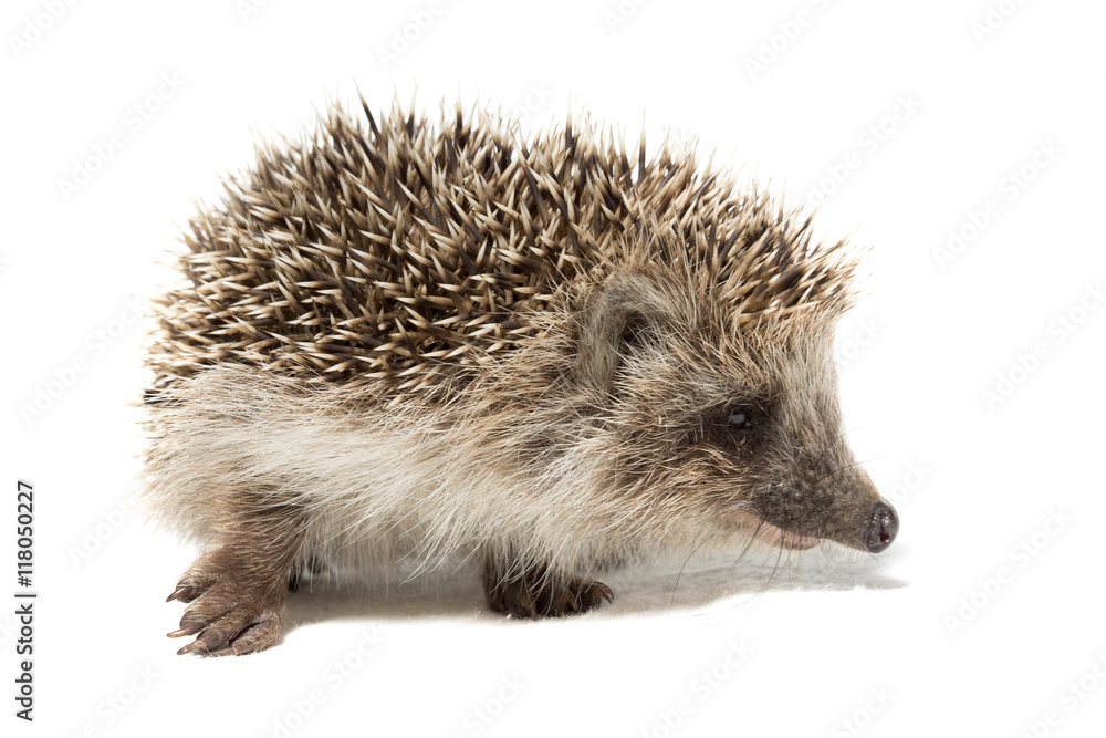 Fototapeta premium hedgehog on a white background