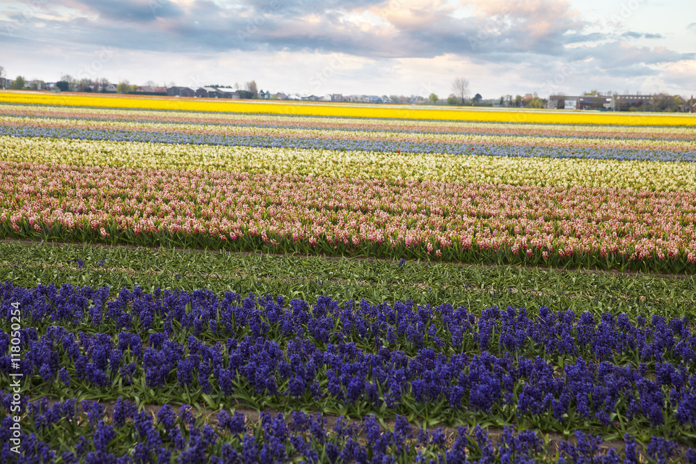 Hyacinth. flower fields in Netherlands.