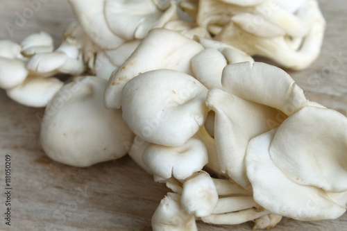 Oyster mushroom on wood background