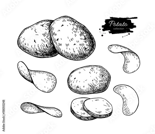 Potato drawing set. Vector Isolated potatoes heap, sliced pieces