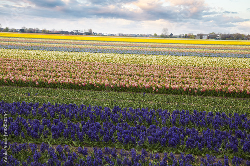 Hyacinth. flower fields in Netherlands. © Aliaksei