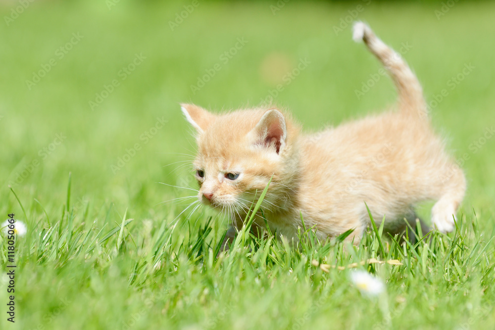 red kitten running on meadow