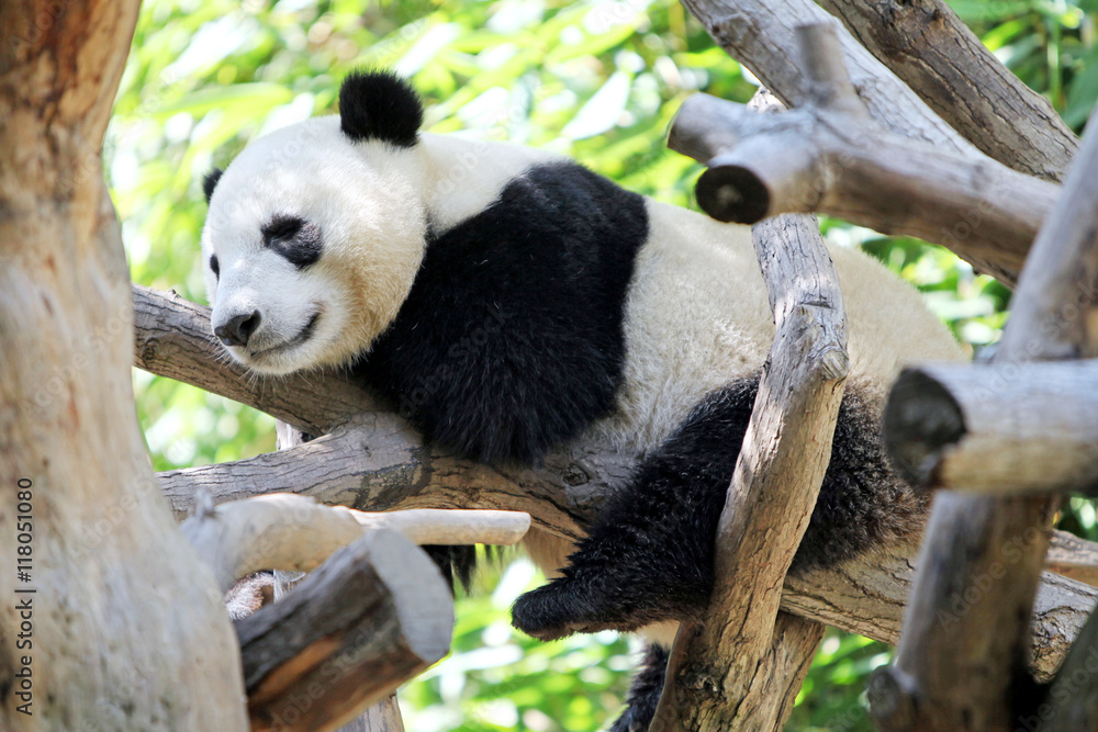 Obraz premium Panda Resting in a Tree