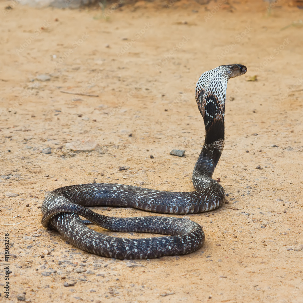 King Cobra snake. Stock Photo | Adobe Stock