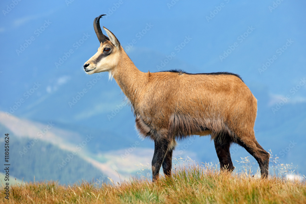 Chamois in mountain Chamois in mountain