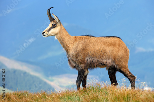 Fototapeta Naklejka Na Ścianę i Meble -  Chamois in mountain