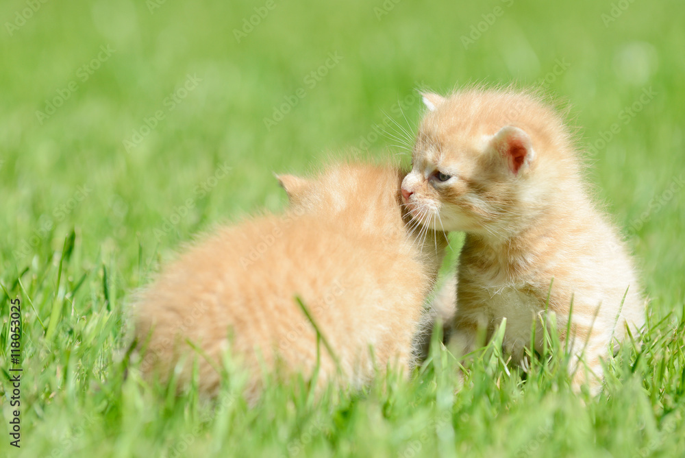 two red kitten sitting on meadow two red kitten sitting on meadow