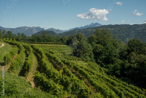 Paesaggio collinare con frutteti in una bella giornata di sole