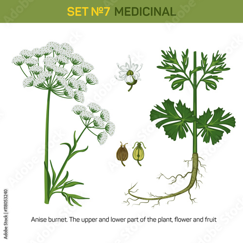 Anise or aniseed burnet flowering medicinal plant. Detailed illustration of upper and lower part of floral bouquet and flower, fruit of fennel or licorice. Plant for making essential oil and anethole photo