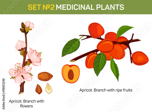 Apricot branch with flowers and ripe fruits cross-section. Medicinal plant with kernel. Bloom on tree twig. May be used for schoolbook or medical textbook, cultivation book and botany illustration