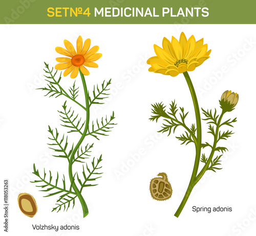 Wolgensis and spring adonis flowering medicinal plant with crossed seeds. Herbal garden plants in blossom with leaves. Can be used for herbalism or medicine book, schoolbook theme