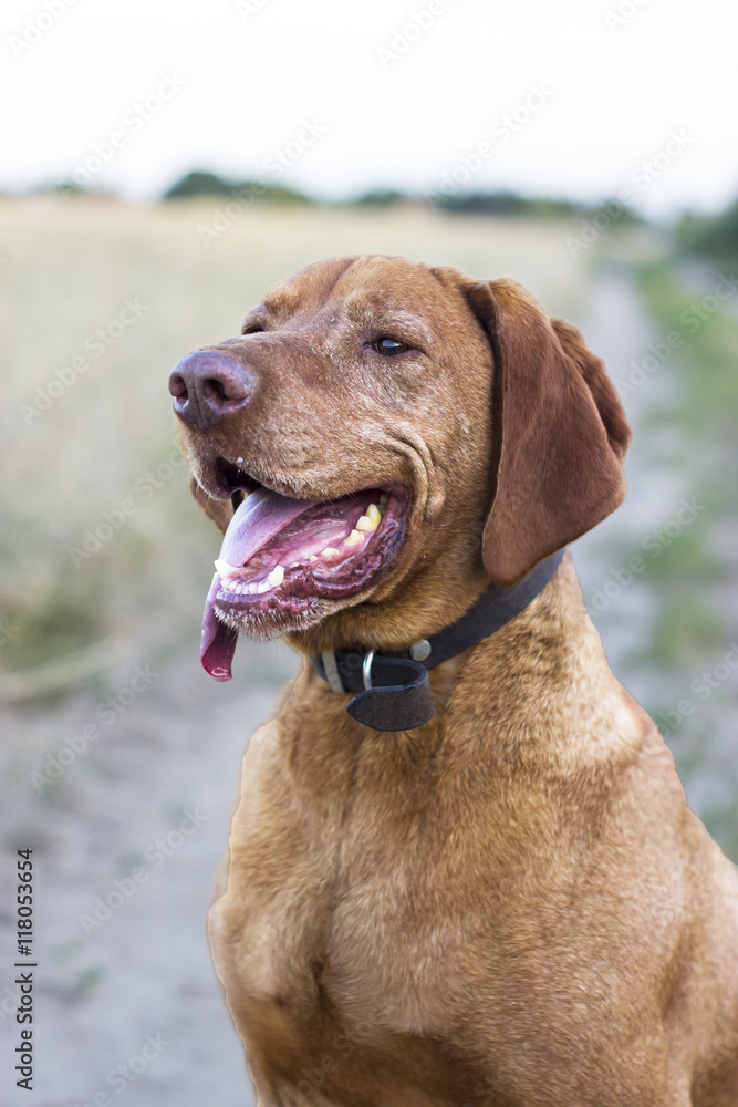 Hungarian vizsla