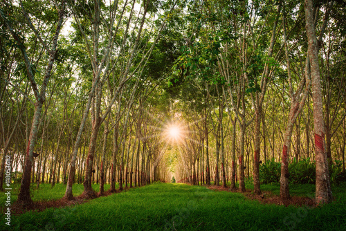 Rubber plantation. Natural tunnel of rubber plantation at sunset from Phuket Thailand photo
