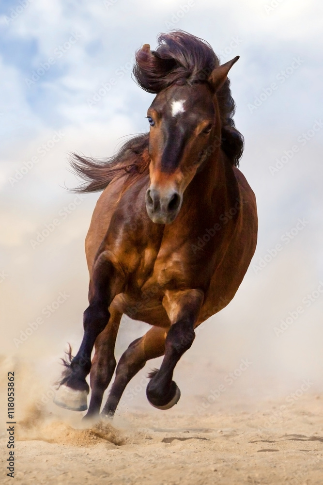 Bay pony run gallop in desert dust against blue sky Bay pony run gallop in desert dust against blue sky
