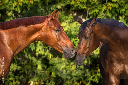 Portrait of a couple horses against green background © callipso88