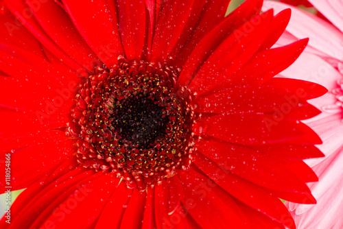 daisy macro with water droplets on the petals