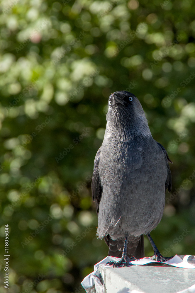 Obraz premium gray jackdaw on a green background